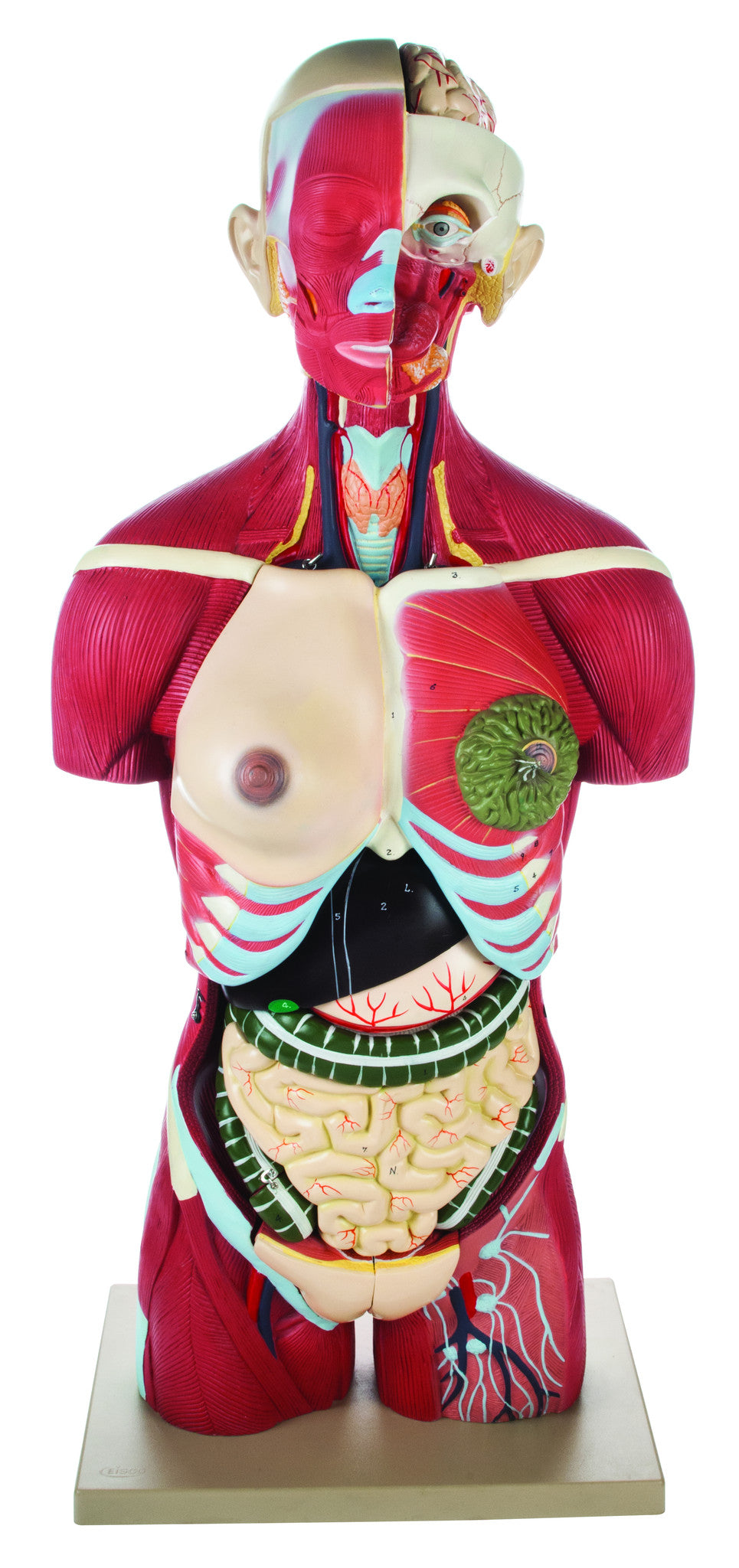 Life-Size Full Muscular Torso Model with Dual Sex and Open Back, 24-Part