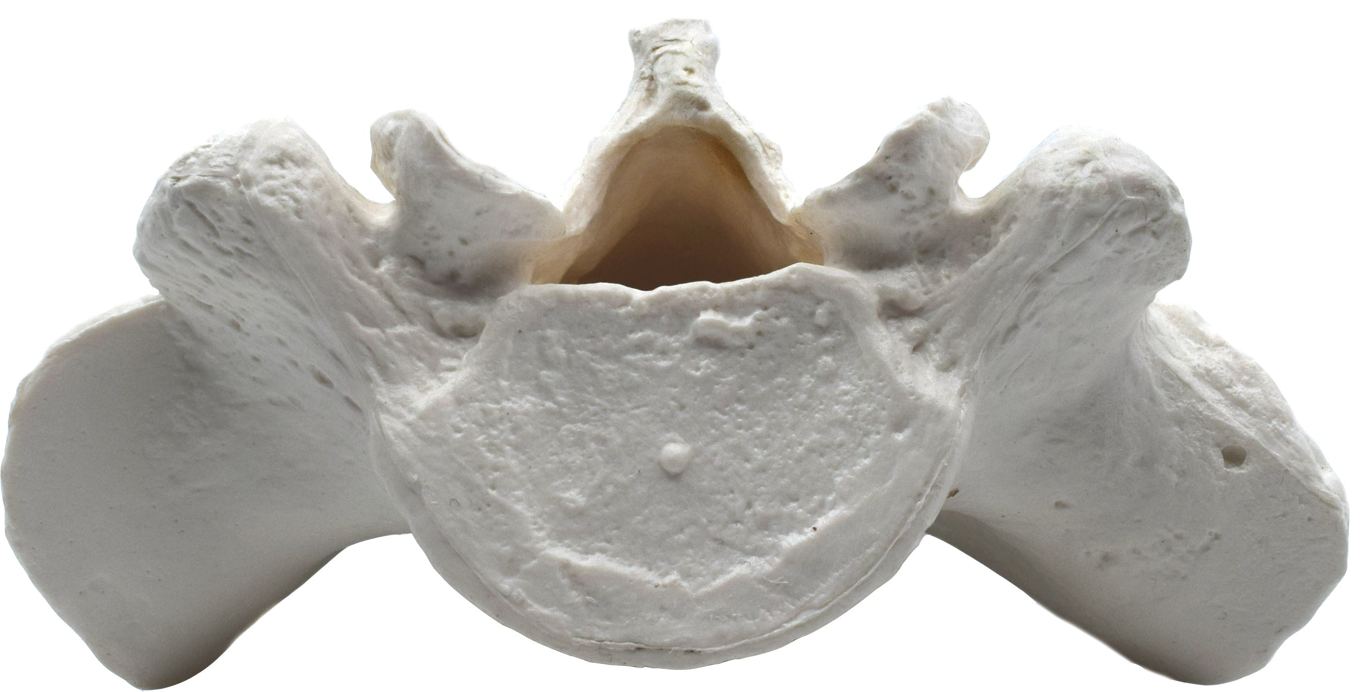Human Sacrum Bone Anatomical Model