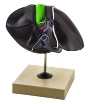 Human Liver Model with Gall Bladder, Half Life Size, 7 x 5"