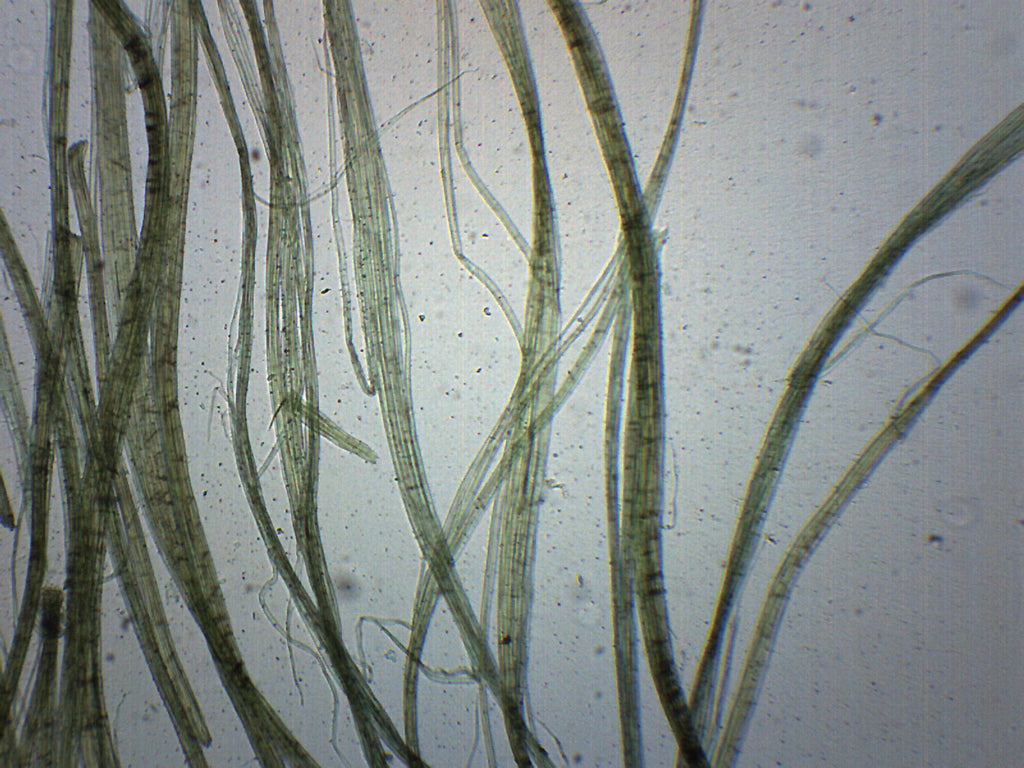 Linen Wholemount Prepared Microscope Slide