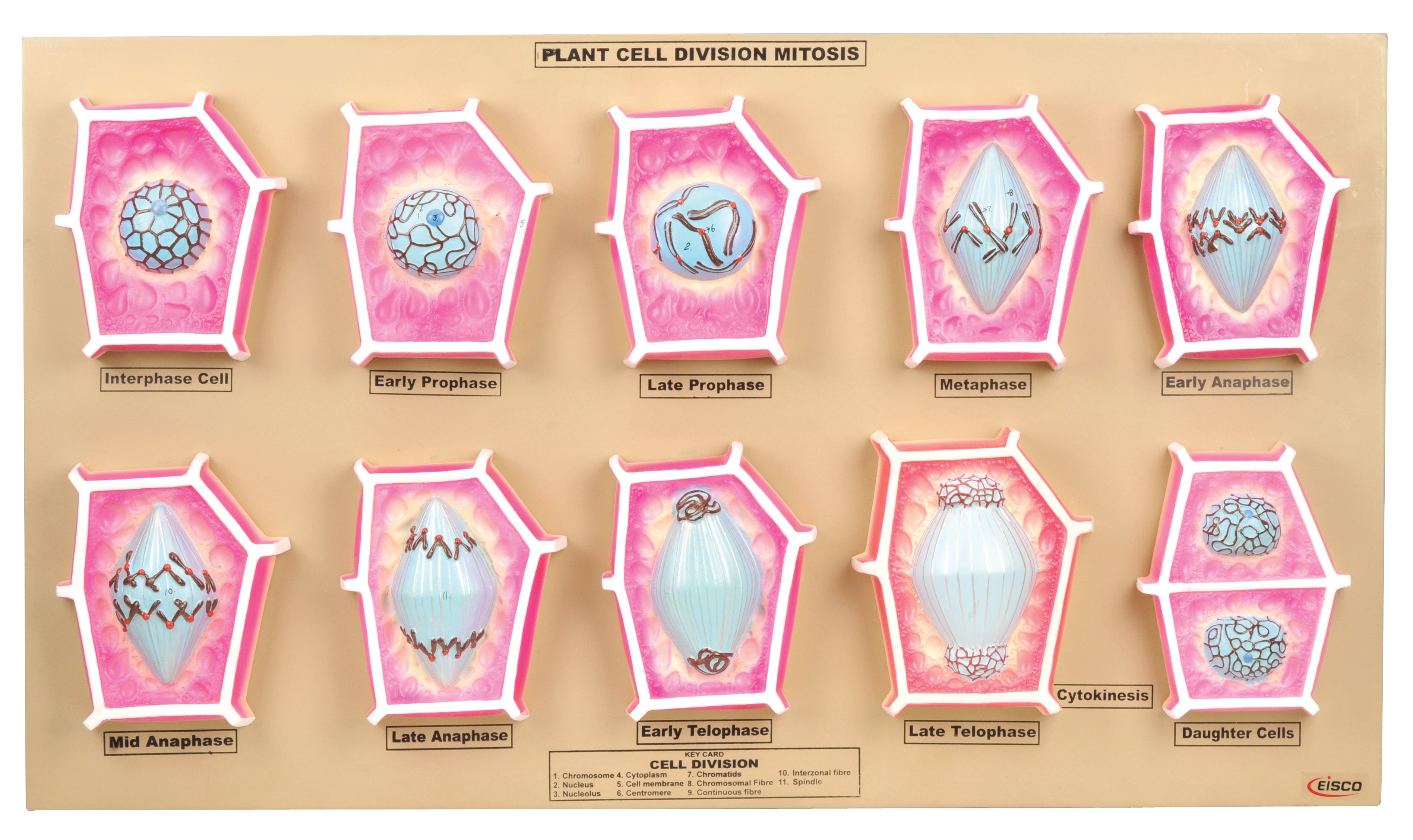 Plant Mitosis Model
