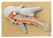 Amoeba Anatomical Model