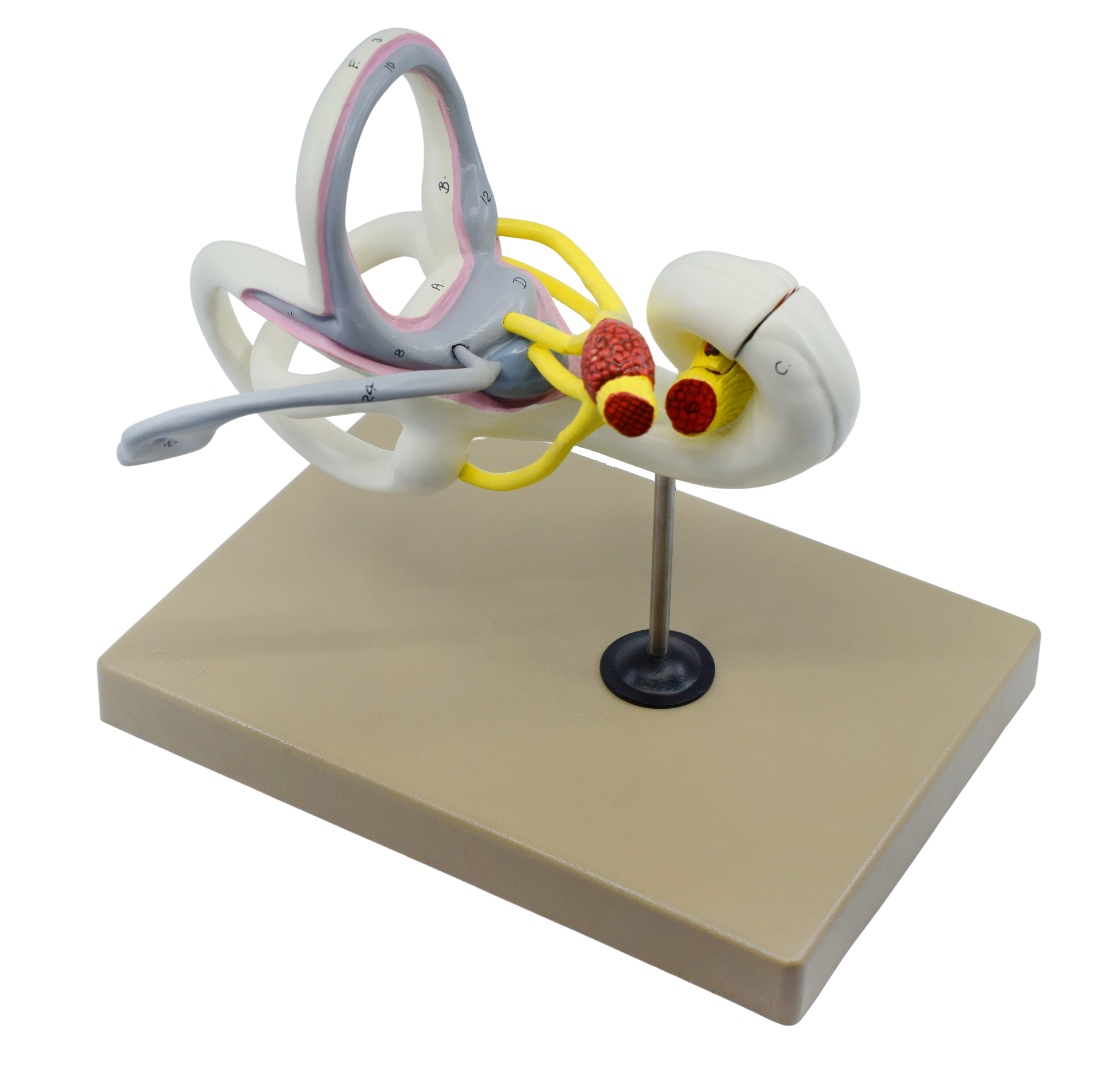Inner Ear Model with Bony and Membranous Labyrinth, 16X Life Size