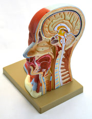 Human Head Anatomical Model, Median Section, Life Size, 12" Tall