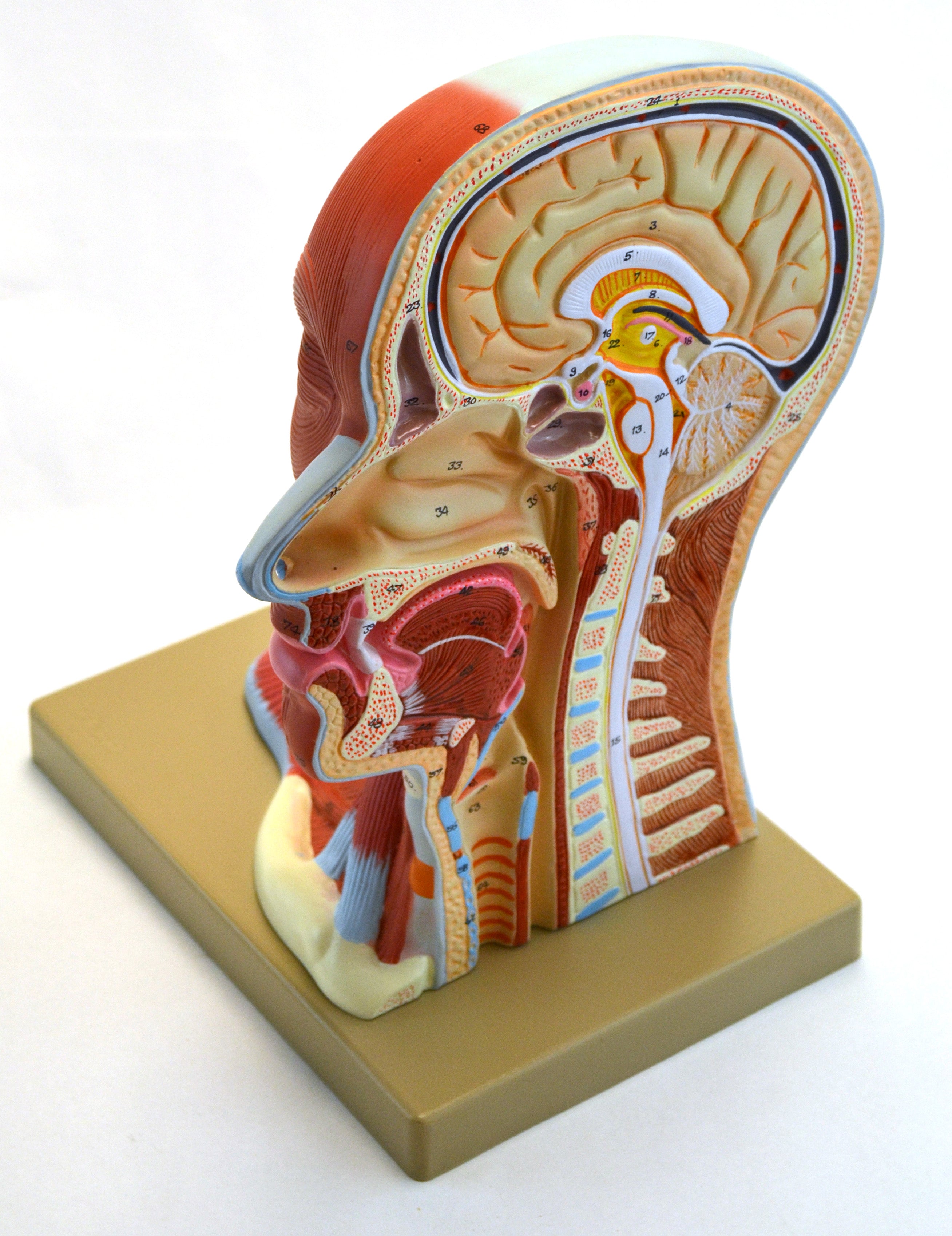 Human Head Anatomical Model, Median Section, Life Size, 12" Tall