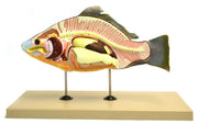Carp Fish Anatomical Model with Removable Air Bladder, Intestine, and Stomach, 16 inch