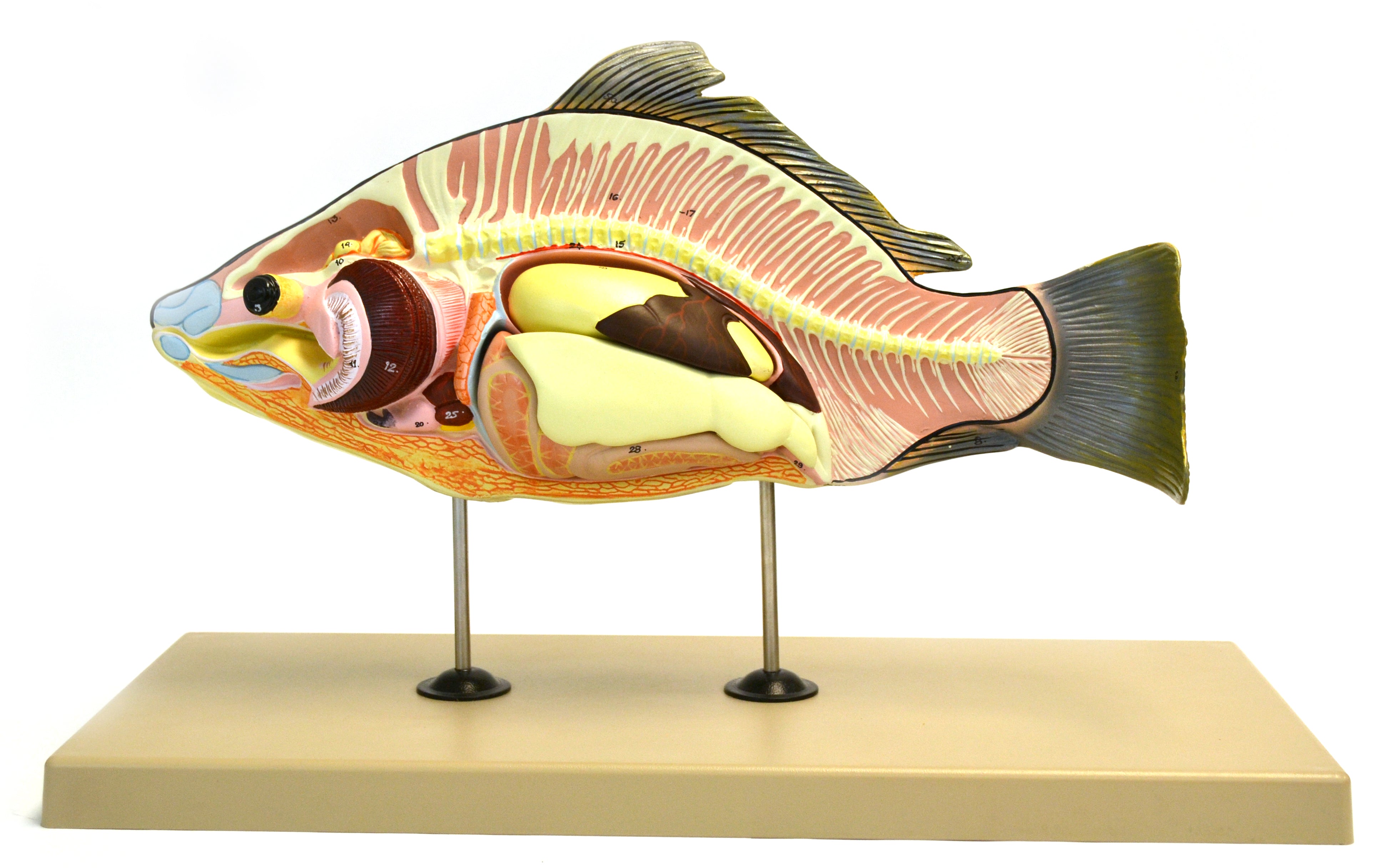 Carp Fish Anatomical Model with Removable Air Bladder, Intestine, and Stomach, 16 inch