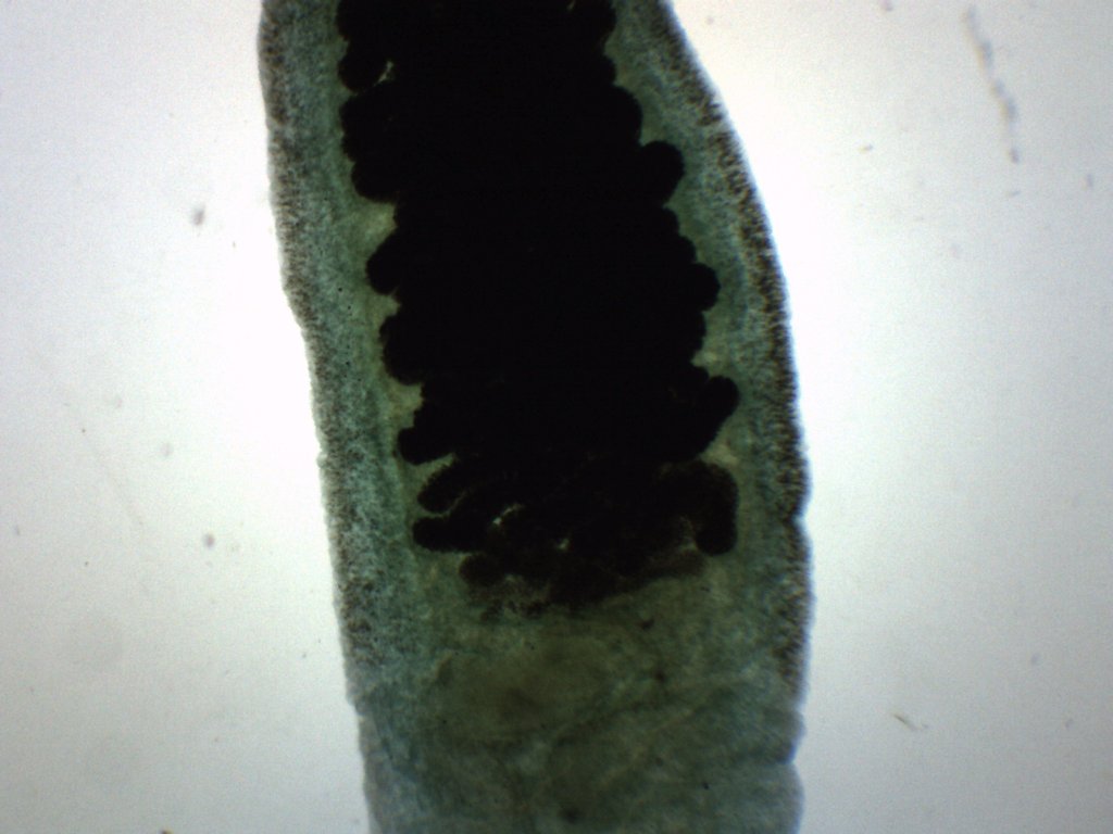 Fasciola Hepatica Wholemount Prepared Microscope Slide