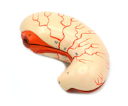 Human Stomach Bisection Model, Life Size