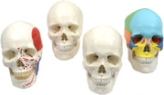 4-Piece Life-Size Human Skull Anatomical Model Set, 3-Part Numbered Color-Coded Painted, 9 inch
