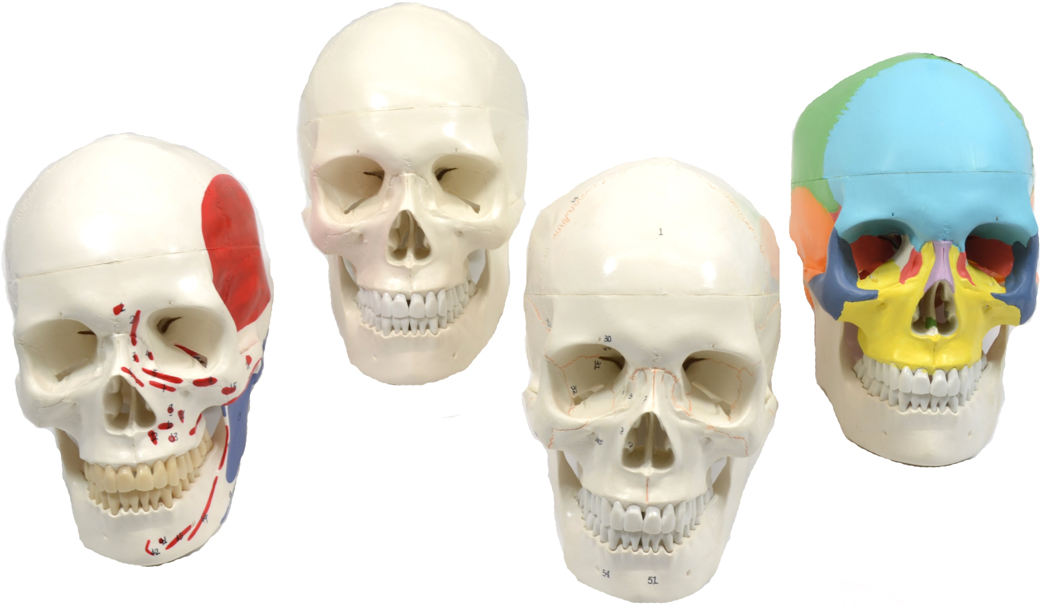 4-Piece Life-Size Human Skull Anatomical Model Set, 3-Part Numbered Color-Coded Painted, 9 inch