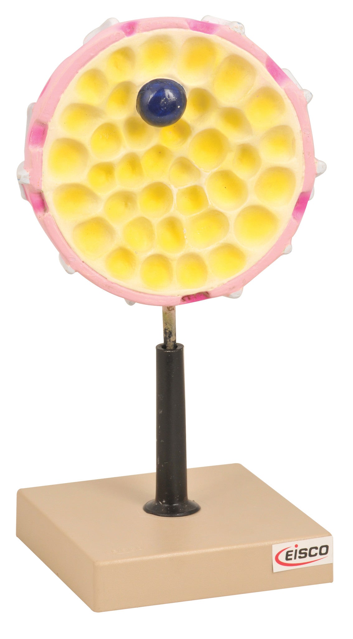 Cell Nucleus Model