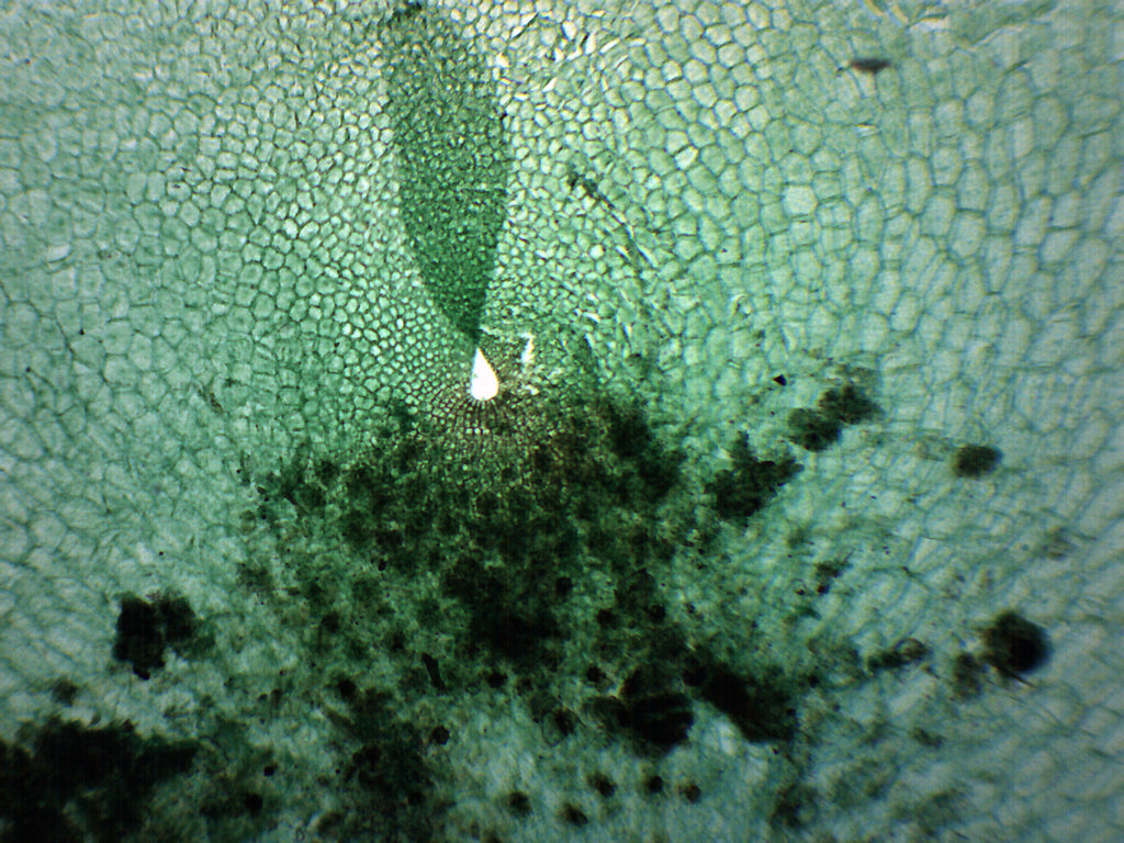 Fern Prothallium Prepared Microscope Slide