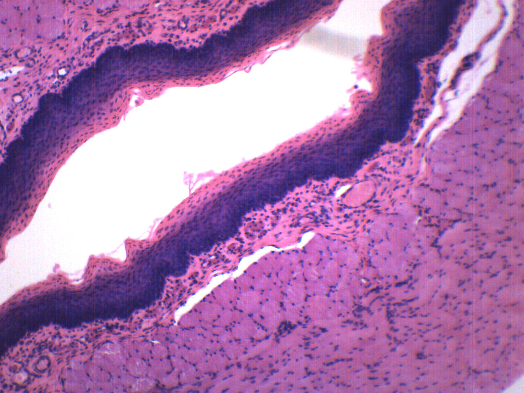 Squamous Epithelium Prepared Microscope Slide