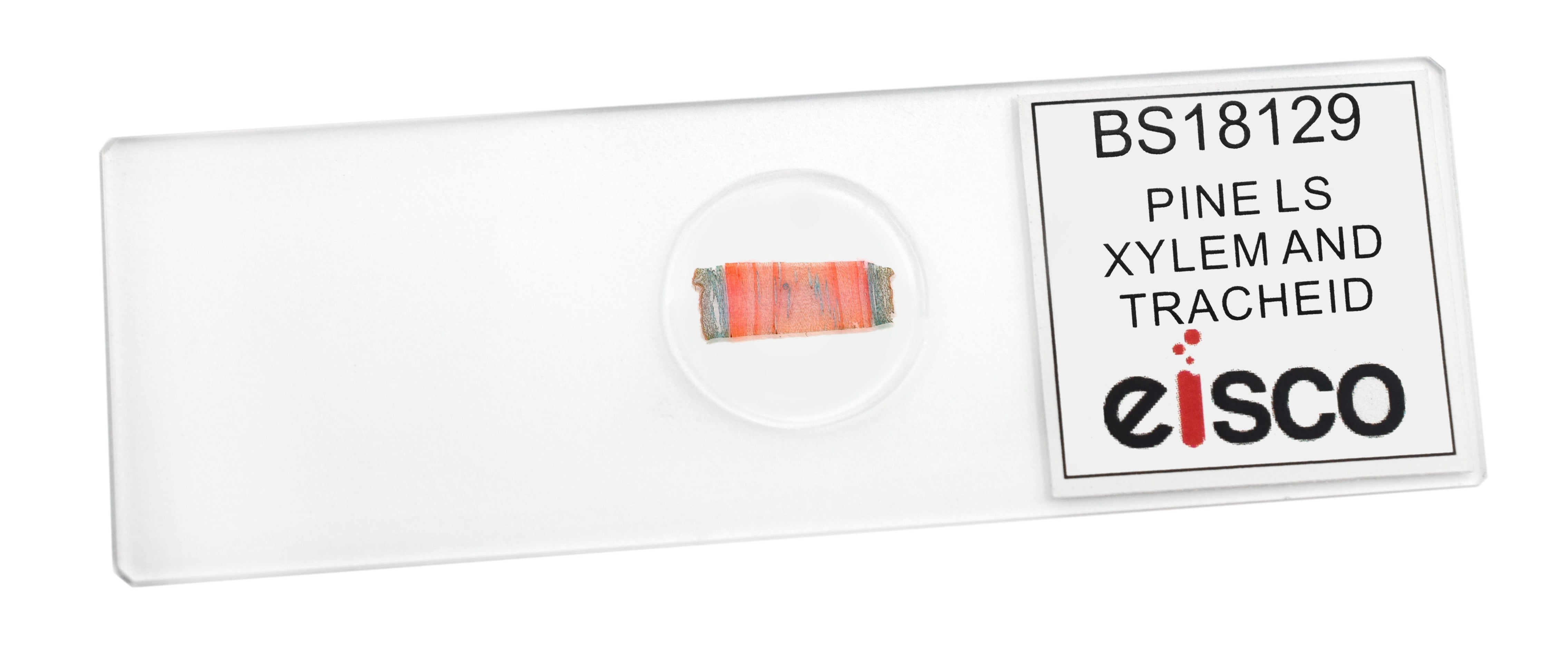 Pine Xylem and Tracheids Longitudinal Section Prepared Microscope Slide