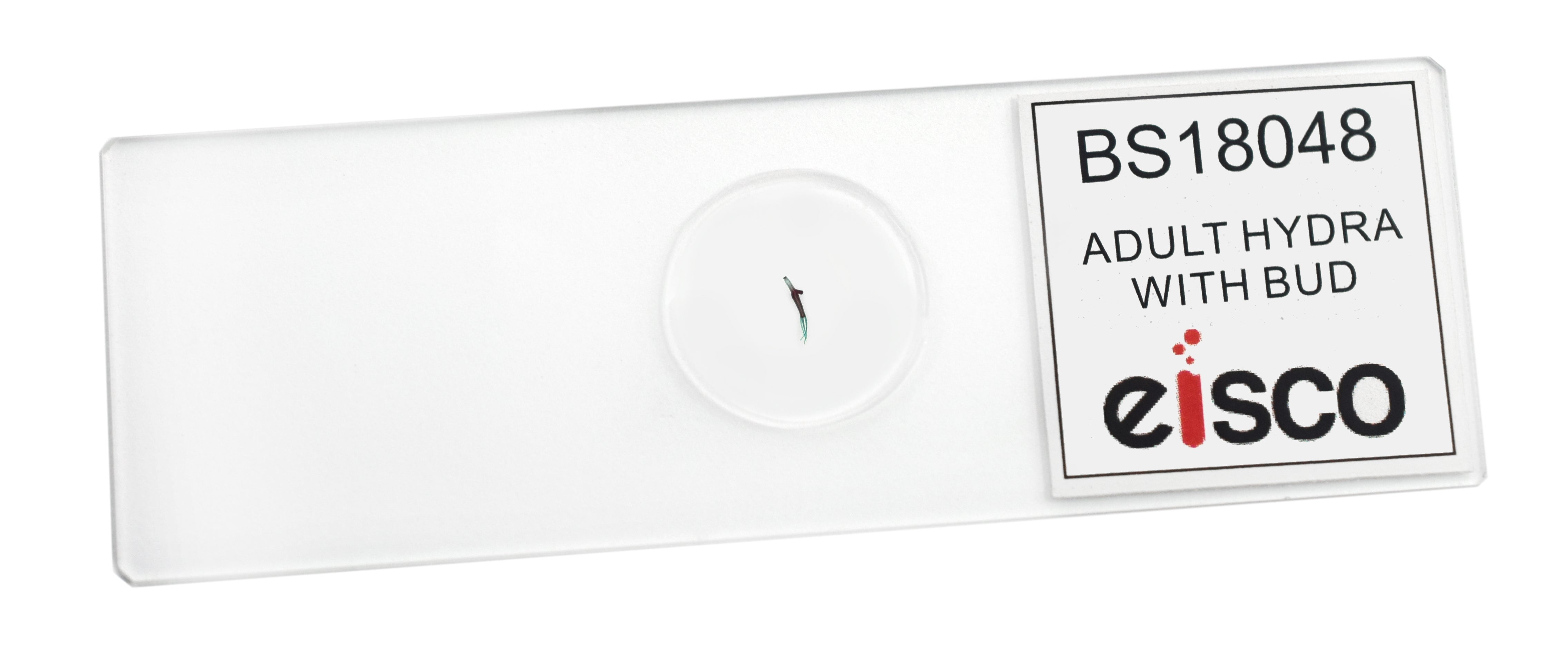 Adult Hydra with Bud Wholemount Prepared Microscope Slide