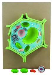 4-Part Plant Cell Model with Removable Chloroplast, Mitochondrion, and Nucleus
