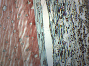 Pine Xylem and Tracheids Longitudinal Section Prepared Microscope Slide