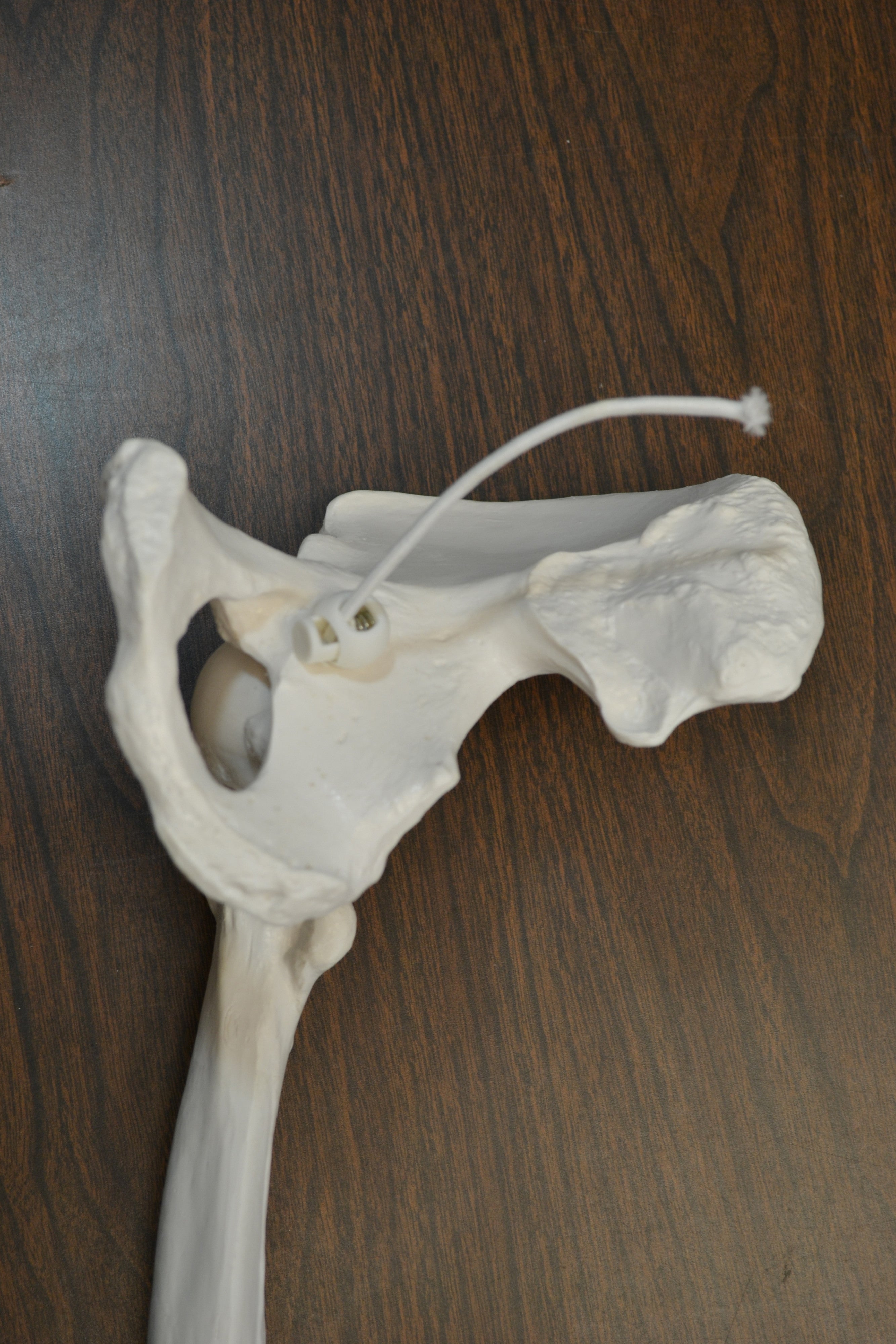 Life-Size Anatomical Bone Leg with Foot Model