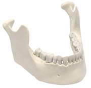 Mandible and Lower Jaw Model with 16 Teeth, Natural Size