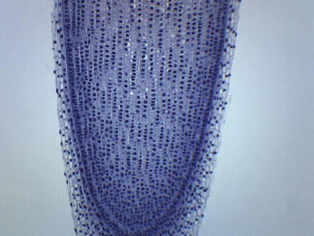Allium Root Tip Longitudinal Section Prepared Microscope Slide