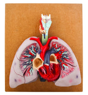 Heart with Lungs and Larynx Model