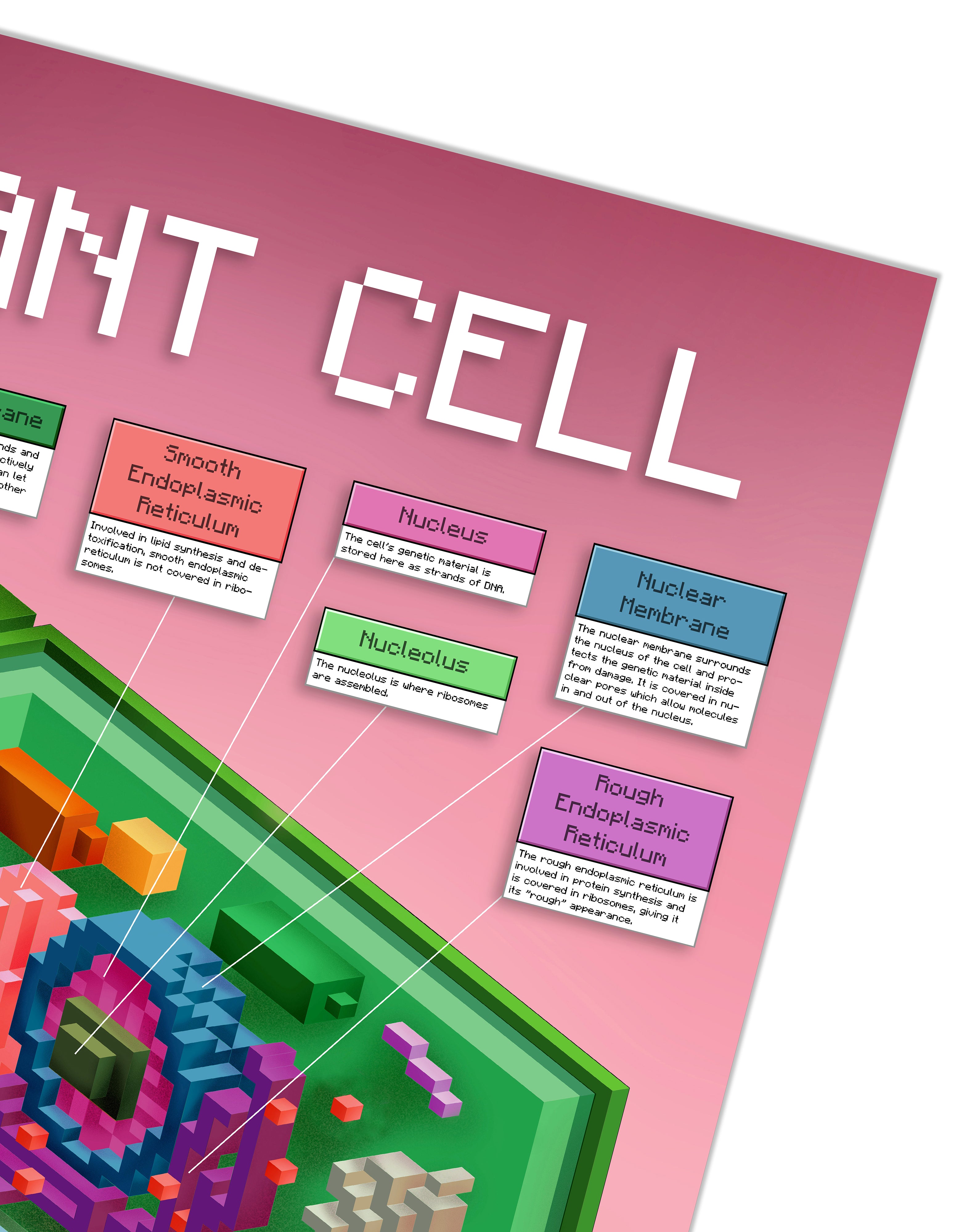2-Pack Animal and Plant Cell Structure Poster Set, 24 x 36 inch