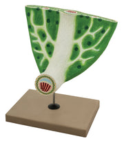 Leaf Anatomy Model