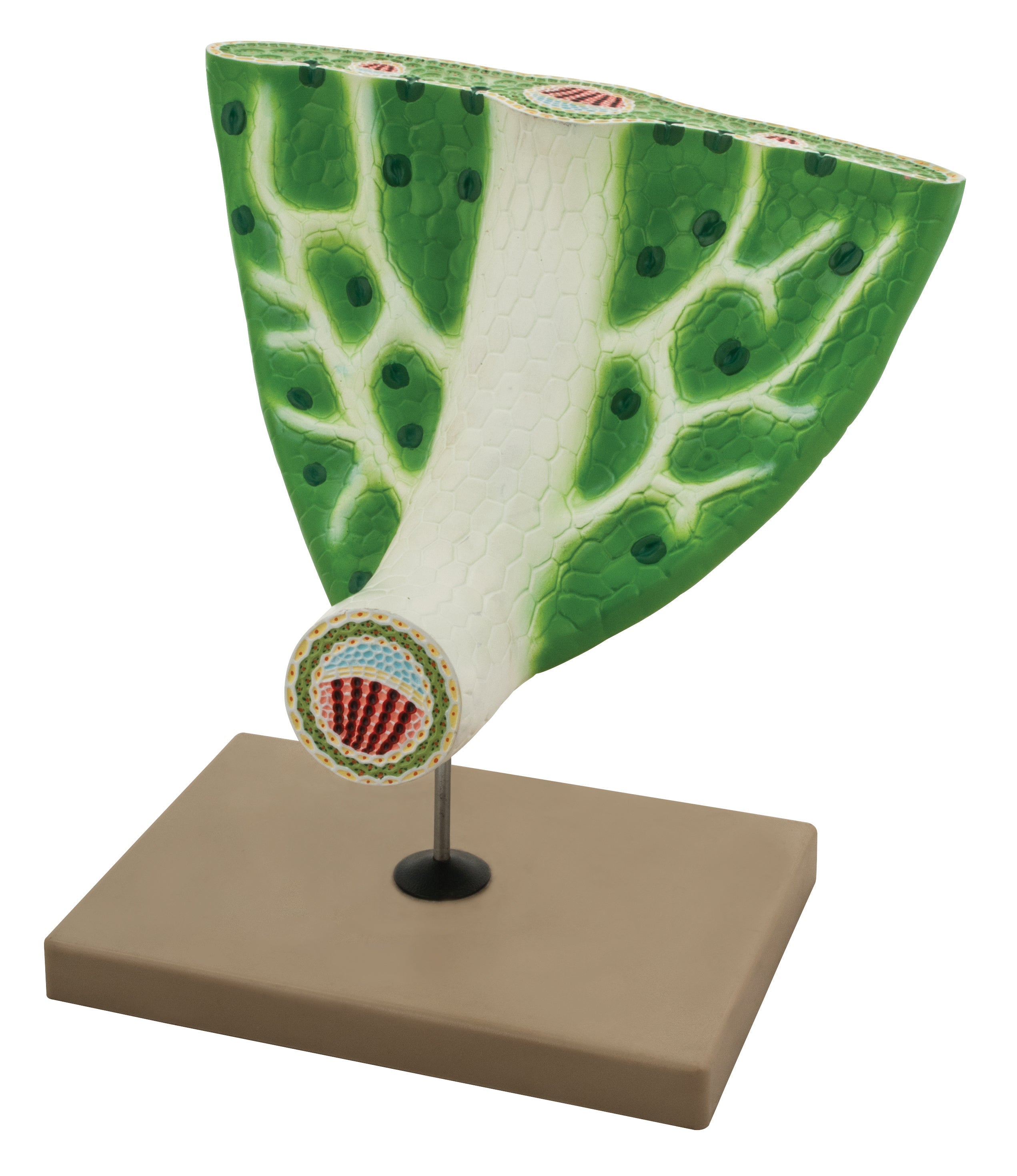 Leaf Anatomy Model