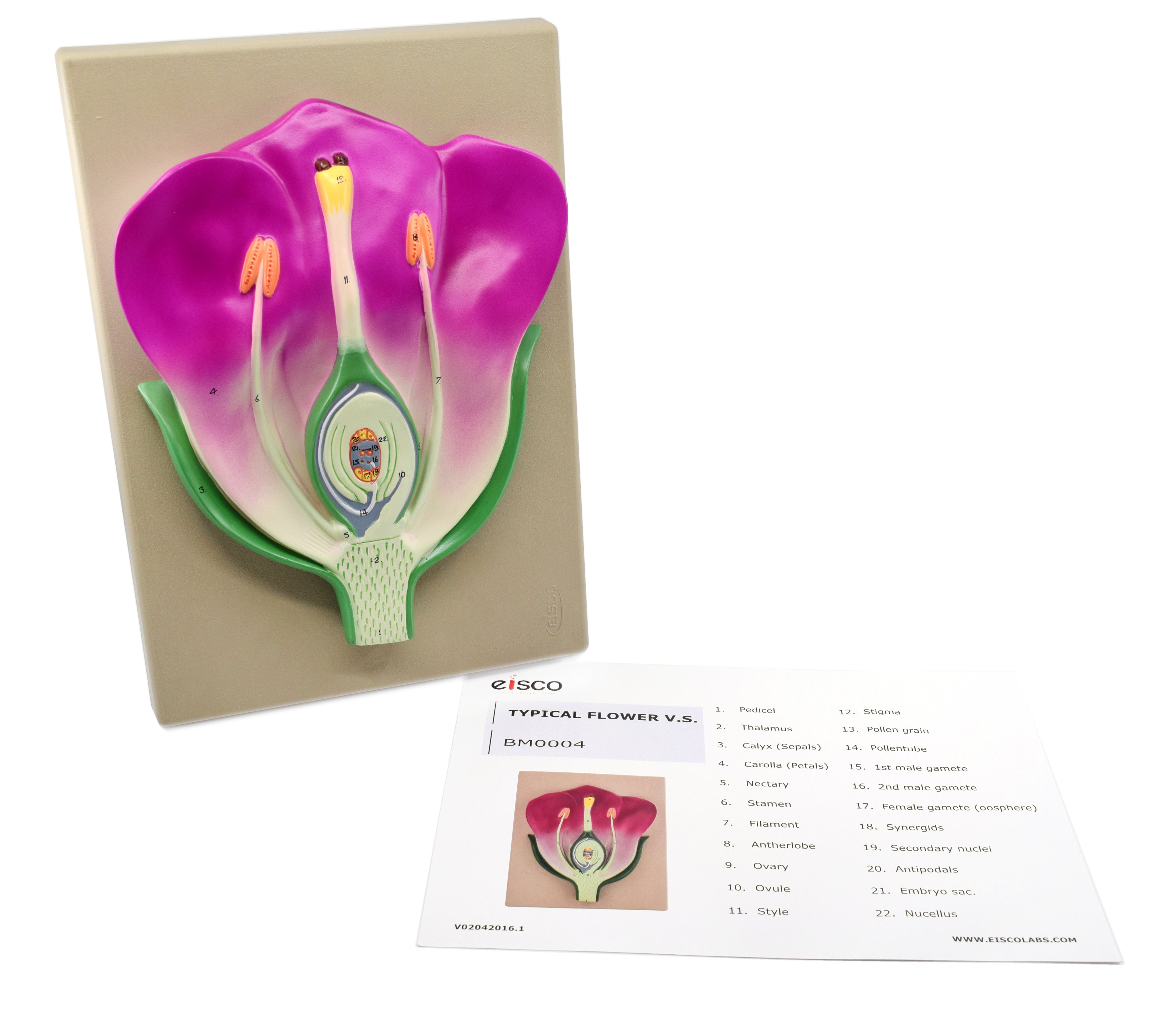 3D Typical Flower Vertical Section Model, 14 x 9", Hand-Painted