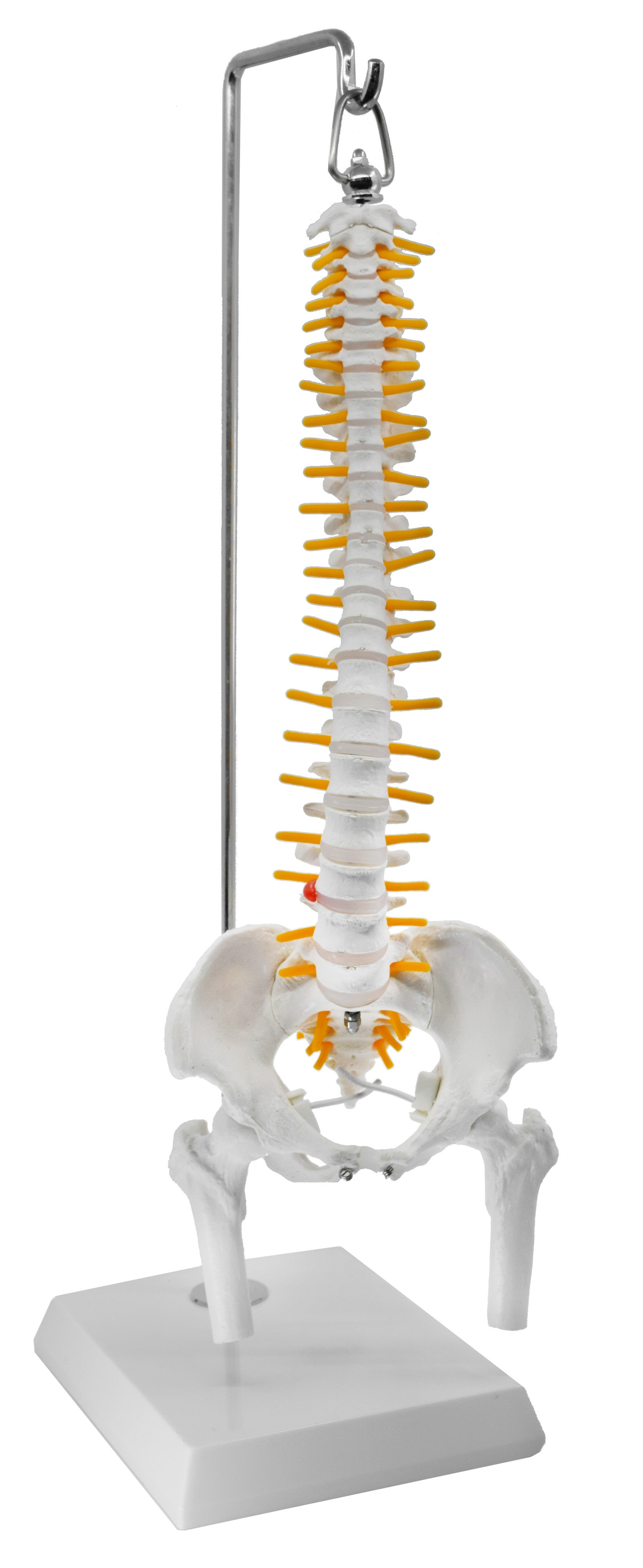Half-Size Spinal Column Model with Nerve Branches, Pelvis, and Femur