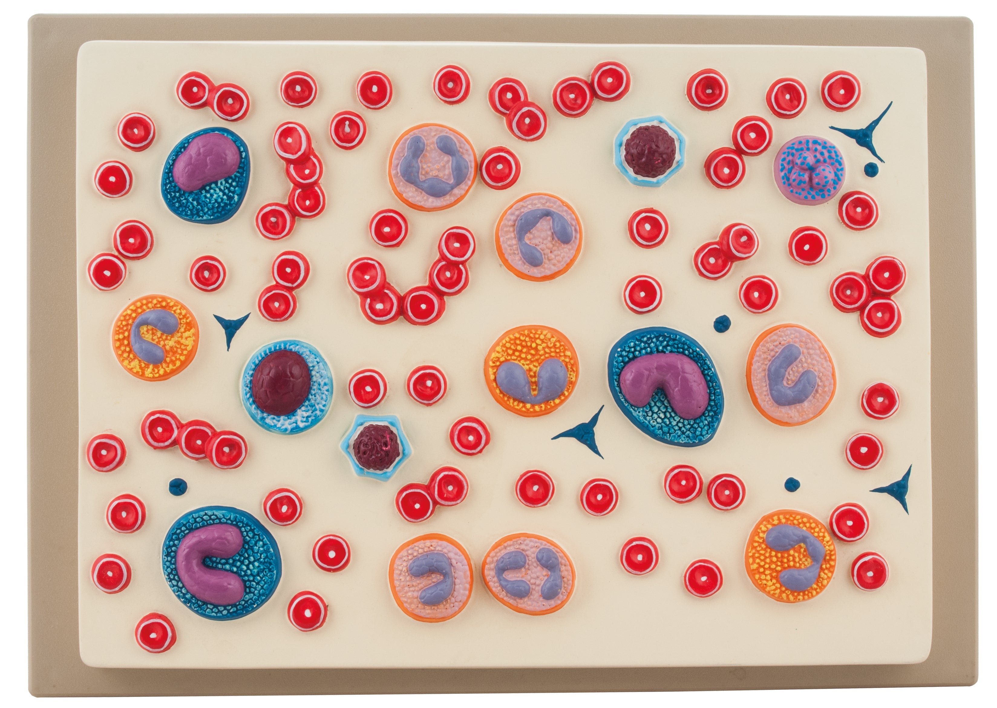 Red Blood Cell Model