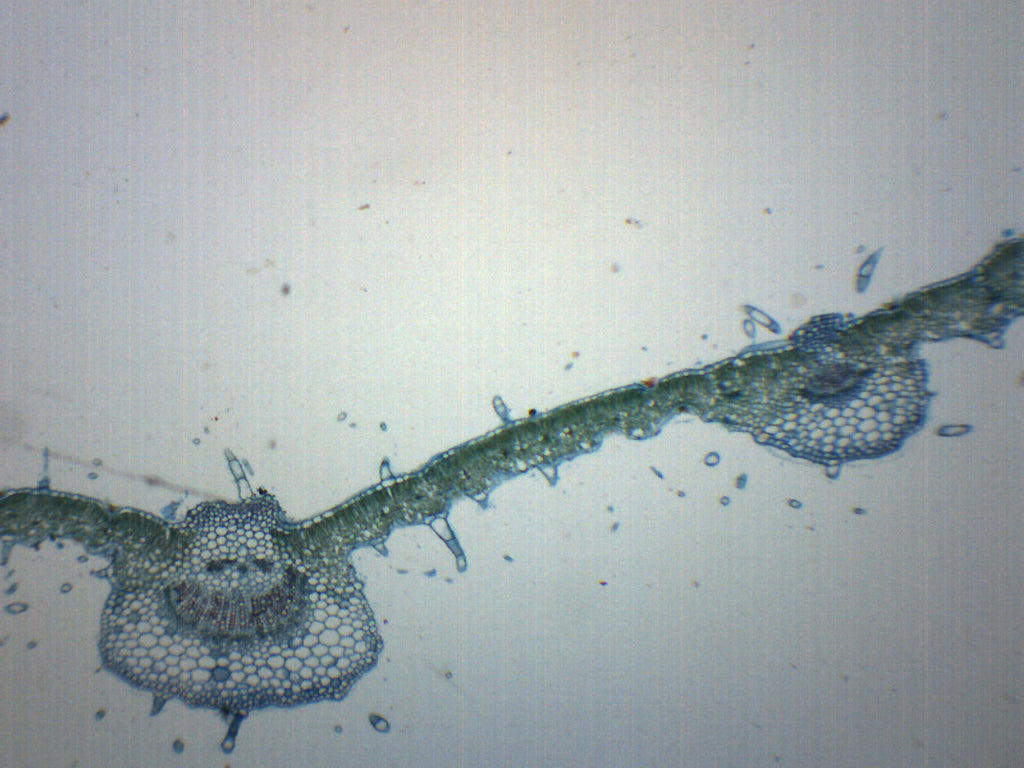 Syringa Vulgaris Leaf Cross-Section Prepared Microscope Slide