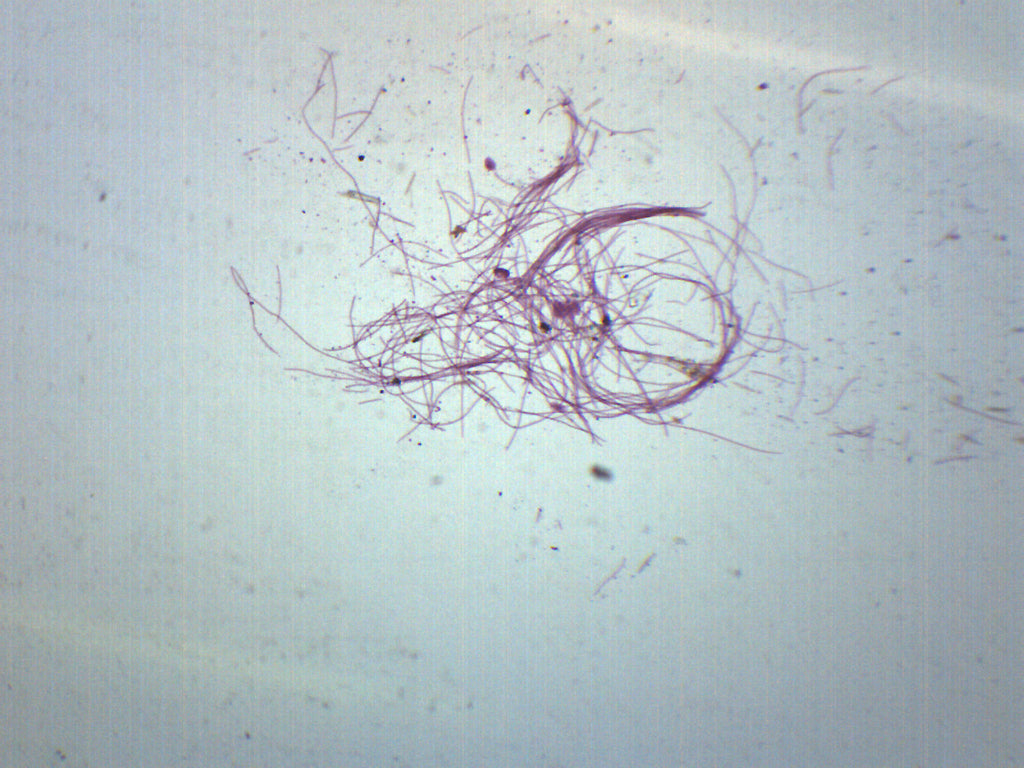 Oscillatoria Whole Mount Prepared Microscope Slide