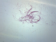 Oscillatoria Whole Mount Prepared Microscope Slide