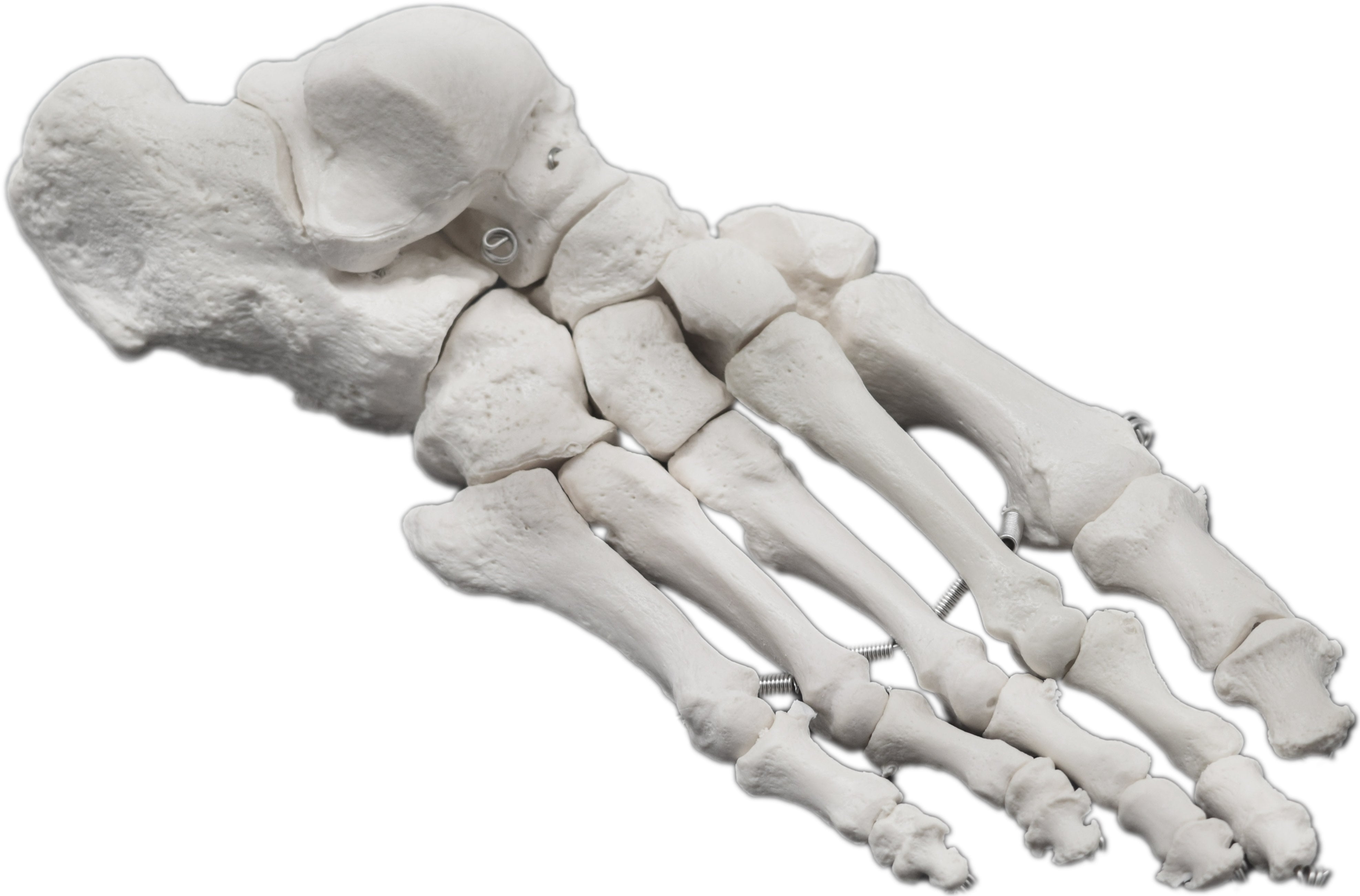 Articulated Human Foot Bone Anatomical Model, Right