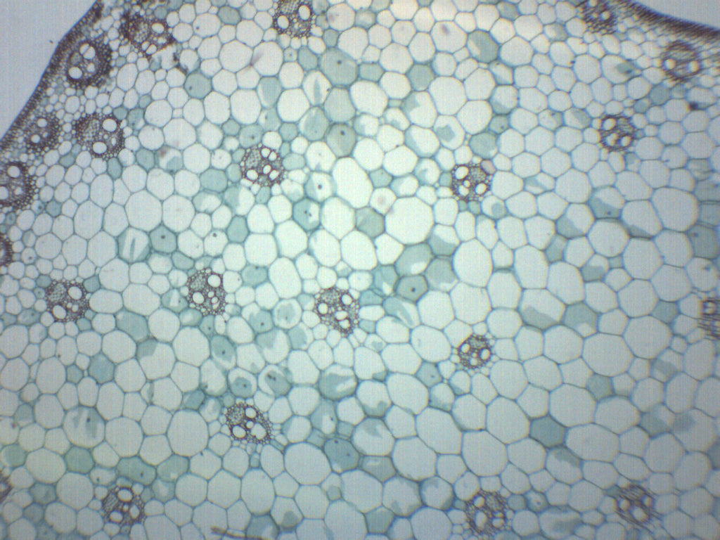 Monocot Stem Cross-Section Prepared Microscope Slide