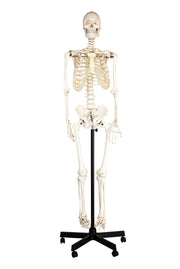 Life-Size Articulated Human Skeleton with Wheeled Base, 62"