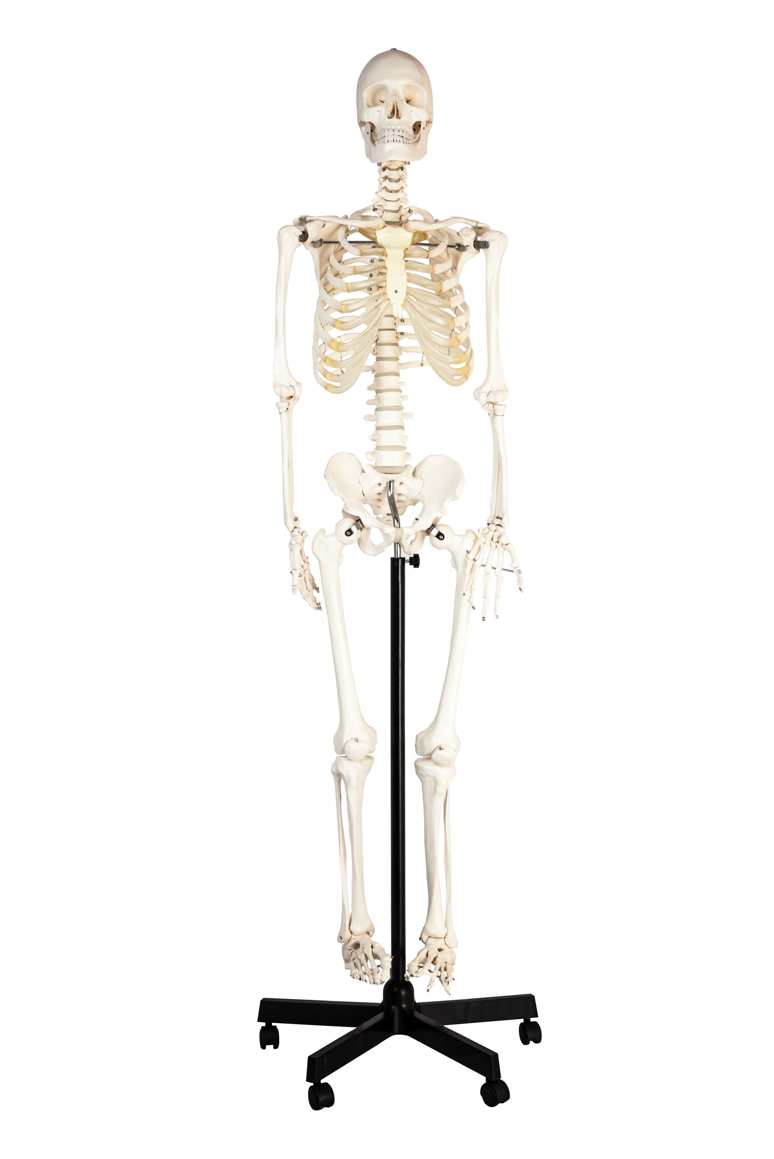 Life-Size Articulated Human Skeleton with Wheeled Base, 62"