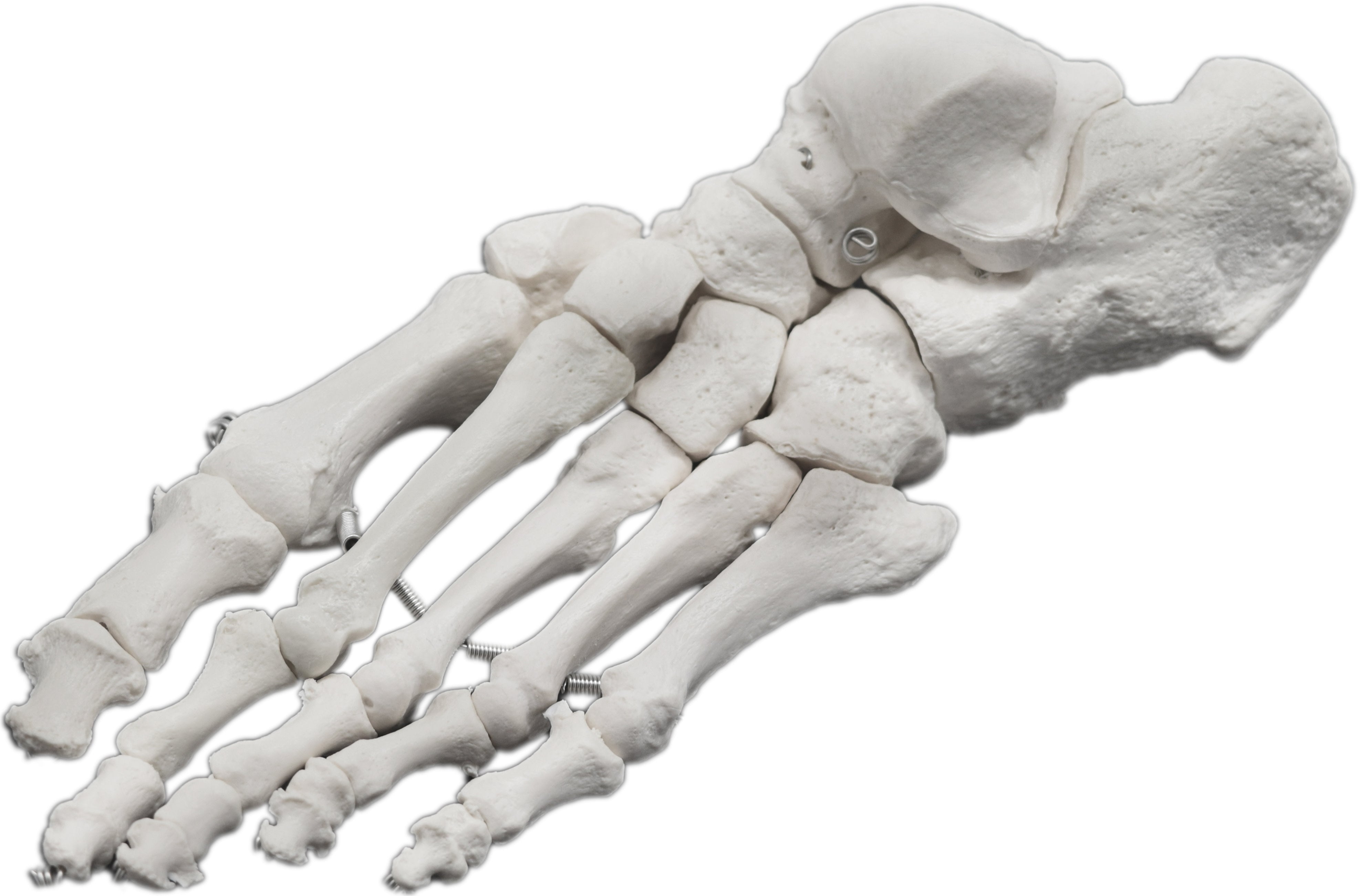 Articulated Human Foot Bone Anatomical Model, Left