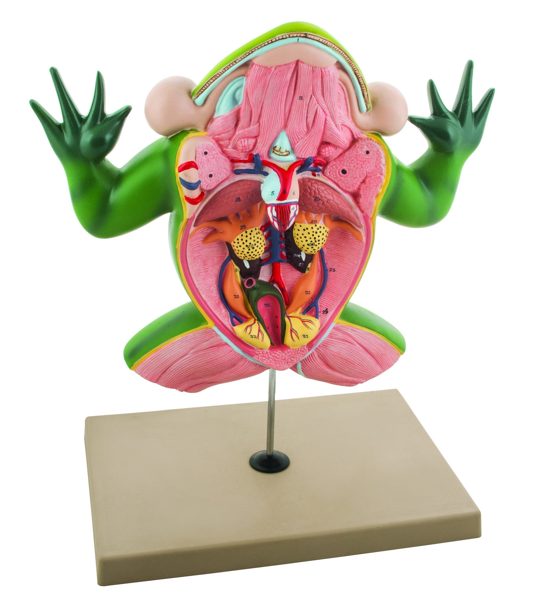 Jumbo 3D Frog Dissection Anatomical Model with Keycard