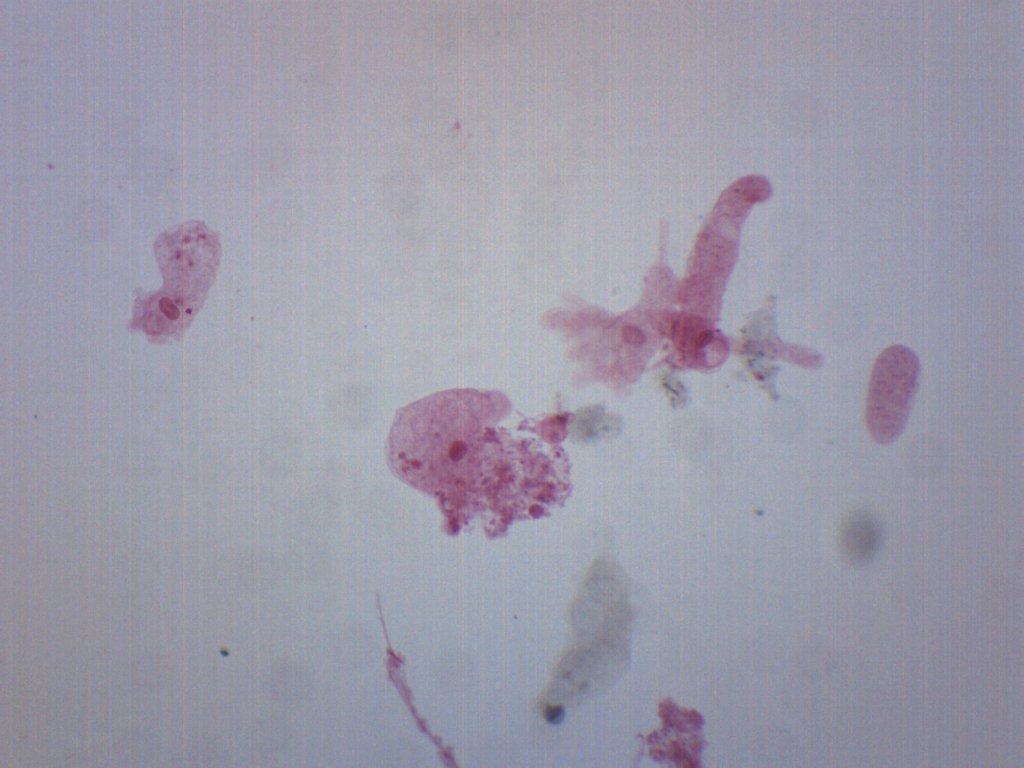 Amoeba Proteus Whole Mount Prepared Microscope Slide