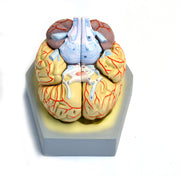 9-Part Human Brain Model with Arteries
