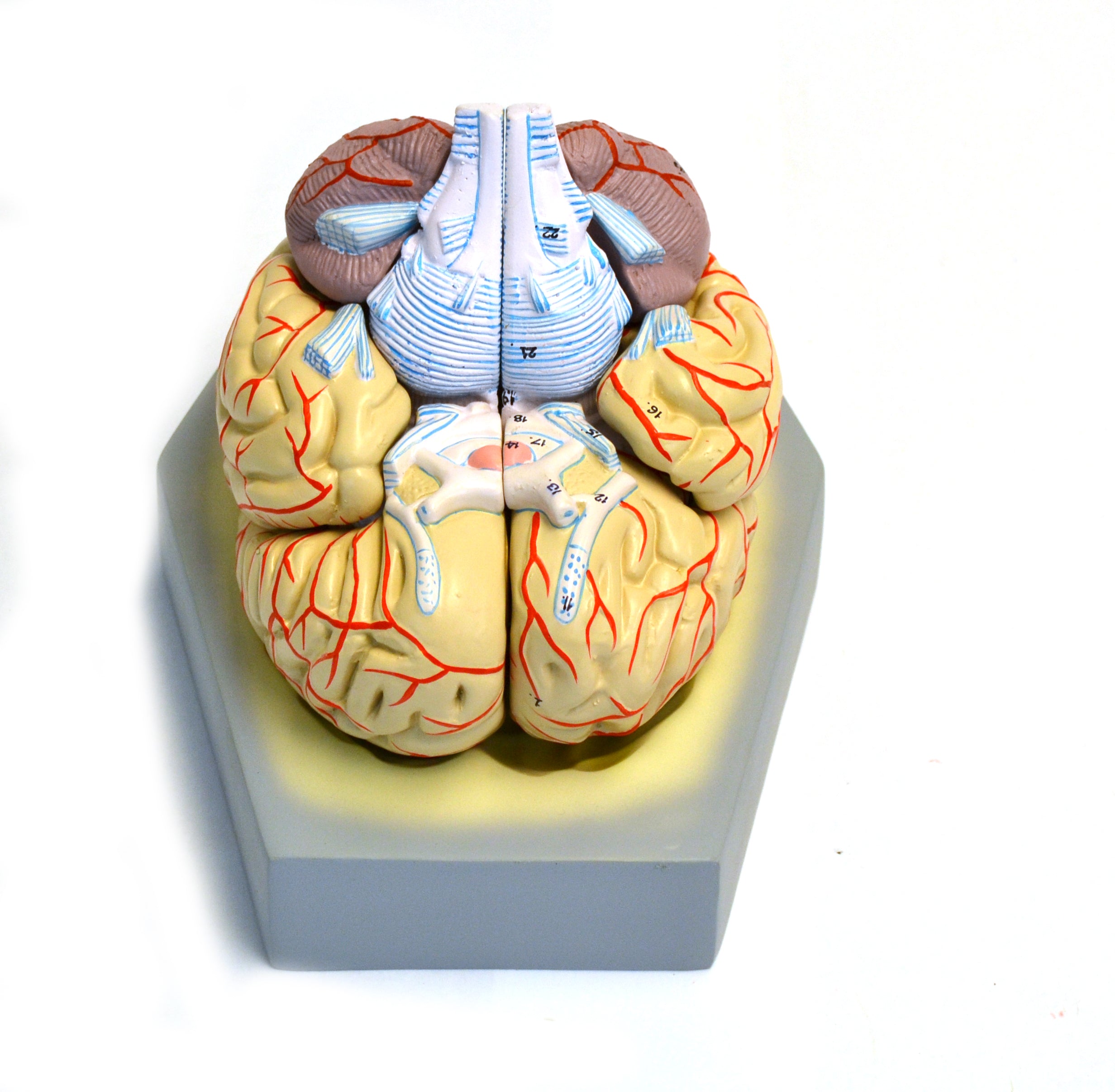 9-Part Human Brain Model with Arteries