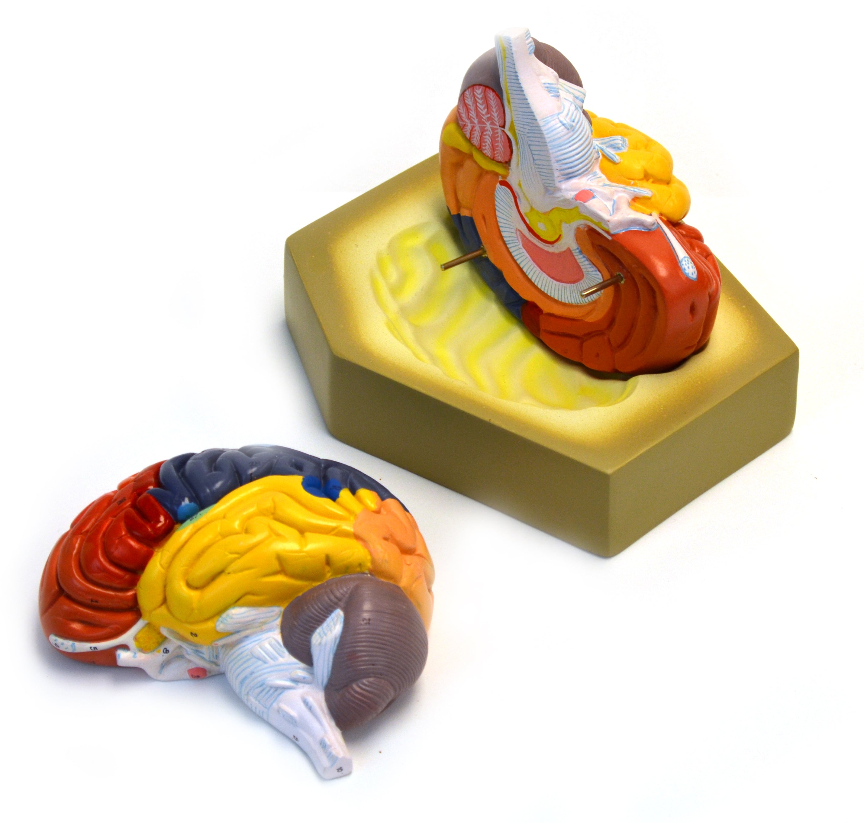 Colored Human Brain Model, Life Size