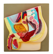Male Pelvis Model, Hand-Painted