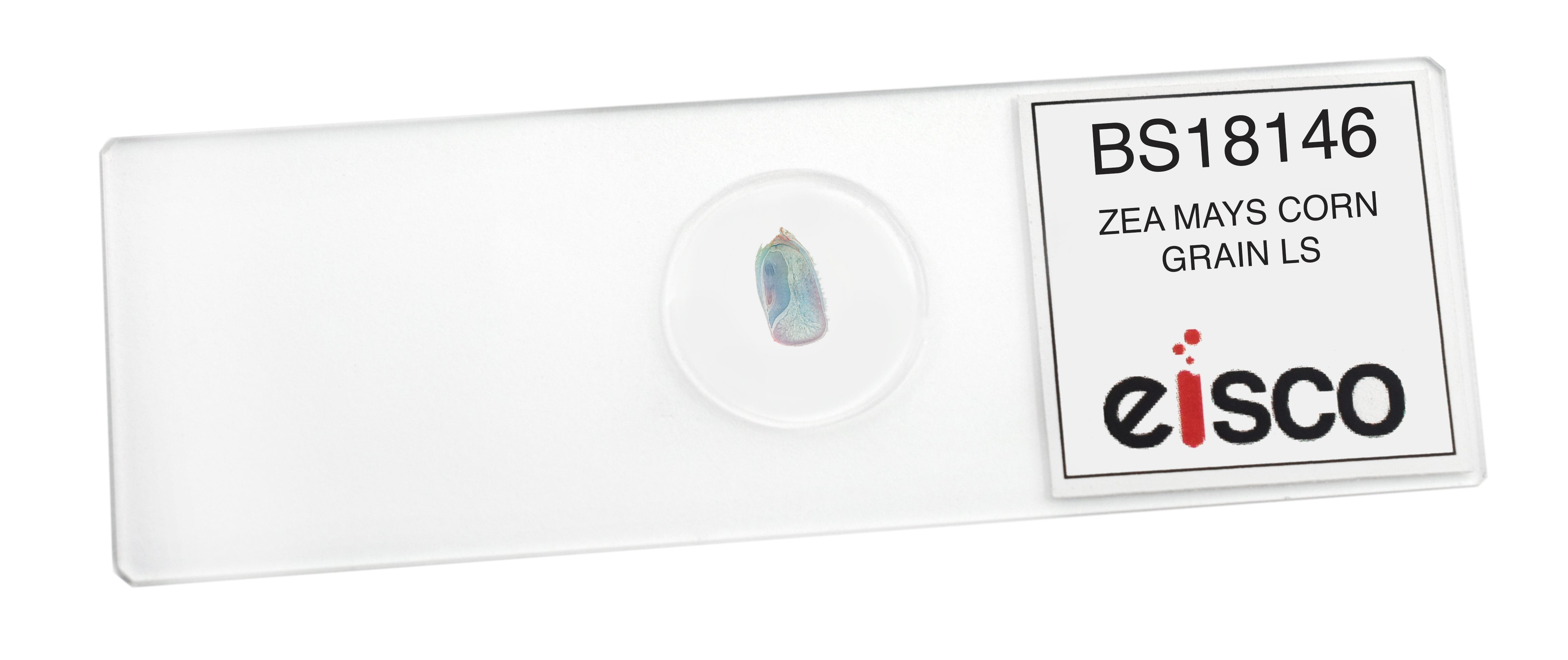 Zea Mays Corn Grain Longitudinal Section Prepared Microscope Slide