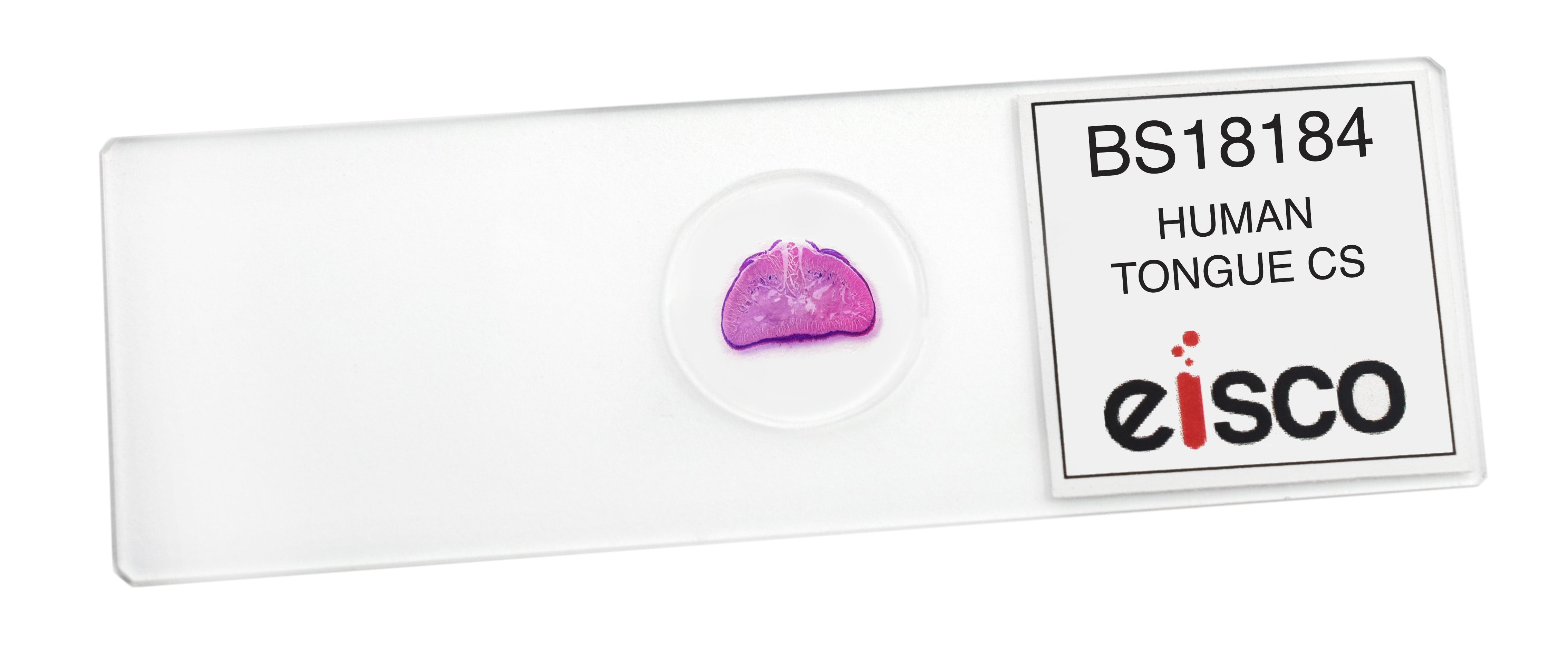 Human Tongue Cross-Section Prepared Microscope Slide