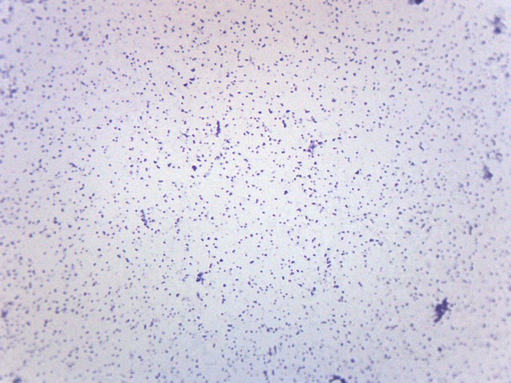 Staphylococcus Aureus Gram Positive Prepared Microscope Slide