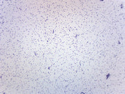 Staphylococcus Aureus Gram Positive Prepared Microscope Slide